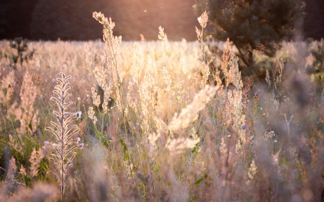 Rhume des foins : ce que la nature peut vraiment apporter